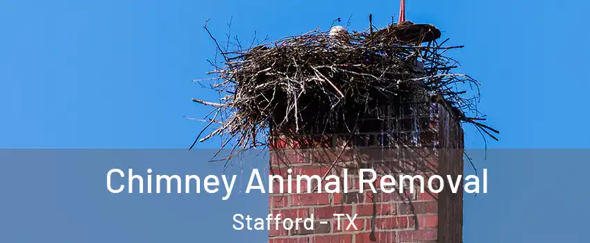 Chimney Animal Removal Stafford - TX